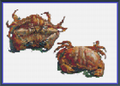 Riley Wood and Fiber Art - Two Crabs© – Cross Stitch Pattern | Fine Art Cross Stitch | 14 Count Aida | Digital Pattern Riley Wood and Fiber Art - Two Crabs© – Cross Stitch Pattern | Fine Art Cross Stitch | 14 Count Aida | Digital Pattern made by Riley Wood and Fiber Art